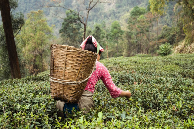 Pandemic and tea industry